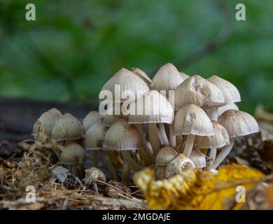 Forest mushrooms in the grass. Gathering mushrooms growing on an old tree stump in the forest. Stock Photo