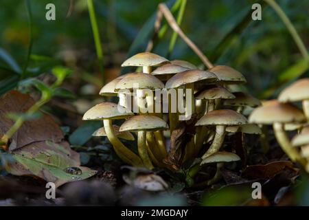 Forest mushrooms in the grass. Gathering mushrooms growing on an old tree stump in the forest. Stock Photo