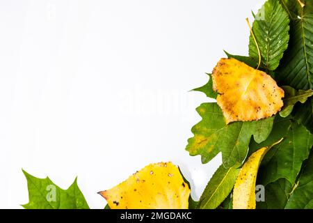 border frame of colorful autumn leaves isolated on white. Stock Photo