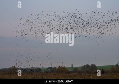 Beautiful large flock of starlings. During January and February, hundreds of thousands of starlings gathered in huge clouds. Starling murmurations. Stock Photo
