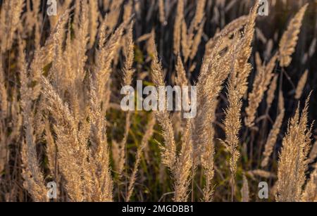 Dry grass flowers in the sky background. Close view of grass stems against sky. Calm and natural background. Soft Selected focus. Stock Photo