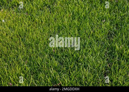 artificial green grass using for background or texture. Stock Photo