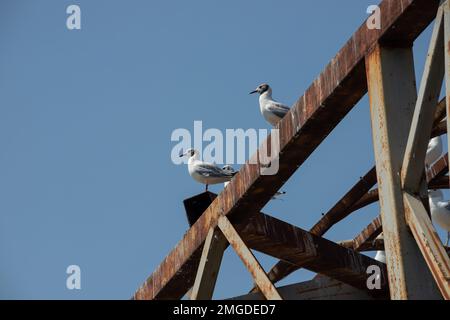 Three seagulls sitting on the old rusty pier. Backdrop with blue sky and a lot of gulls. Stock Photo