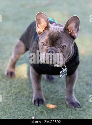 7-Months-Old Blue French Bulldog Male Puppy Dressed Up. Off-leash dog park in Northern California. Stock Photo