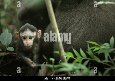 A curious infant of Sulawesi black-crested macaque (Macaca nigra) is moving away from its mother during weaning period in their natural habitat, lowland rainforest in Tangkoko Nature Reserve, North Sulawesi, Indonesia. Weaning period of a crested macaque infant—from 5 months of age until 1-year of age—is the earliest phase of life where infant mortality is the highest. Primate scientists from Macaca Nigra Project observed that '17 of the 78 infants (22%) disappeared in their first year of life. Eight of these 17 infants' dead bodies were found with large puncture wounds.' Stock Photo