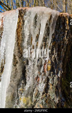 Icicles on a tree stump in the forest Stock Photo