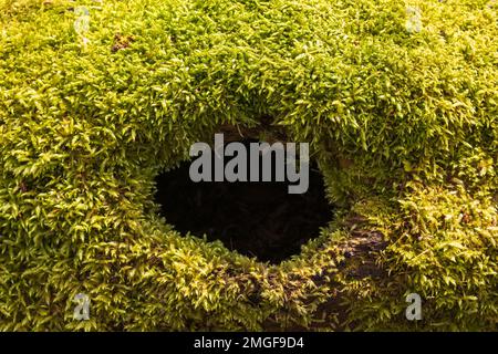 Green moss on a fallen tree with a hole Stock Photo