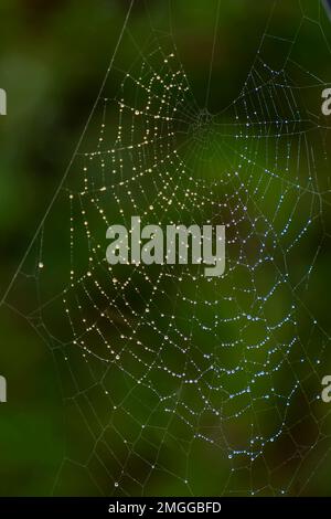 A large spider web is covered in raindrops, against a blurry green background Stock Photo