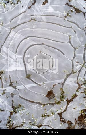 Frozen water puddle in a field. UK Stock Photo