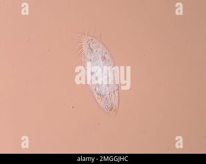 Microorganism from a compost bin, identified as a Stylonychia sp. ciliate Stock Photo