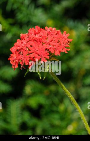 Lychnis chalcedonica, common rose campion,  Maltese cross, herbaceous perennial, small, red flowers in compact, domed Stock Photo