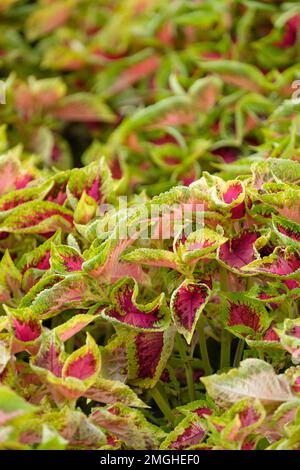 Solenostemon Watermelon, Coleus Watermelon,  evergreen perennial, leaves, magenta centre, green margins that are heavily marked with dark purple-blue Stock Photo