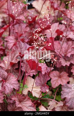 Heuchera Berry Smoothie, alum root Berry Smoothie, perennial, rounded, lobed leaves, creamy white flowers, flushed with pale pink Stock Photo