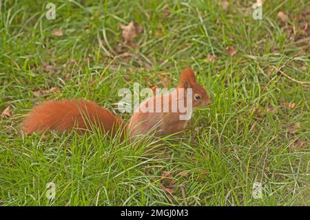 RED SQUIRREL Stock Photo