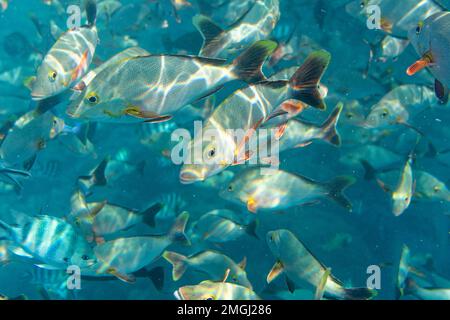 French Polynesia, Rangiroa: school of fish, humpback red snappers (Lutjanus gibbus), fish in the translucent water of the lagoon Stock Photo