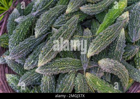 Bitter gourd also called Karela in Hindi, is a highly nutritious