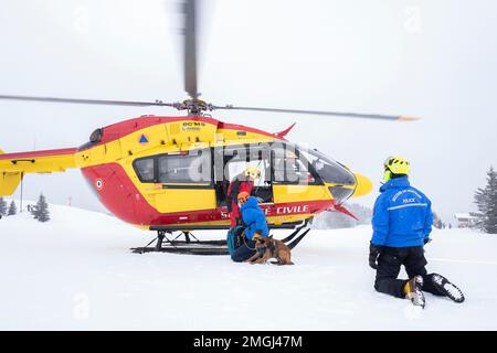 Les Houches (central-eastern France, French Alps): final exam to get the avalanche SAR dog handler diploma. Rescuers, dog handlers rescuing a victim i Stock Photo