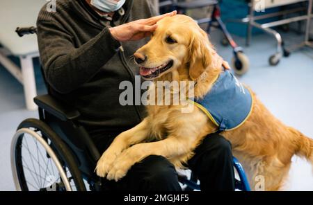 “Handi’chiens”, French association offering assistance dogs to adults and children with reduced mobility, physical and/or mental disabilities. Two gol Stock Photo