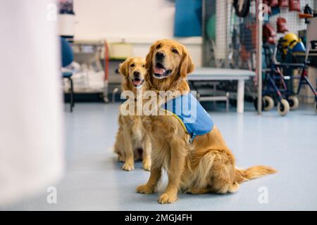 Handi’chiens”, French association offering assistance dogs to adults and children with reduced mobility, physical and/or mental disabilities. Two gold Stock Photo