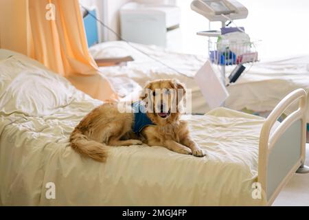 “Handi’chiens”, French association offering assistance dogs to adults and children with reduced mobility, physical and/or mental disabilities. Two gol Stock Photo