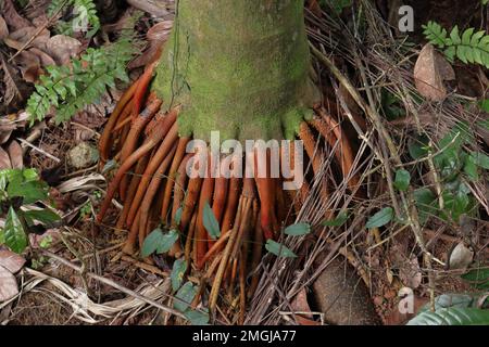 High angle view of growing roots of an Areca nut palm tree ( Areca Catechu) with the surrounding ground level area Stock Photo