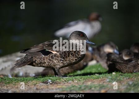 Side view of a female chestnut teal standing on grass beside a lake, with several ducks in the background Stock Photo