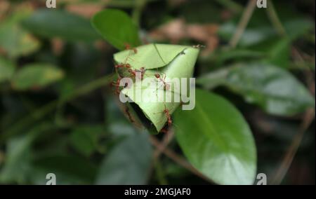 Close up of few Weaver ants on top of a Weaver ants nest made from the lemon leaves Stock Photo