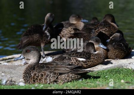 Side view of a female chestnut teal laying on grass beside a lake, with more ducks gathered closely together in the background, on a sunny day Stock Photo