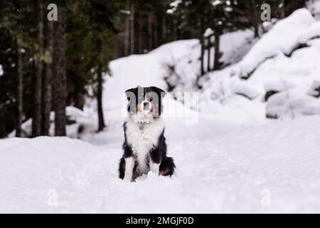 Cute Australian Shepherd playing in the snow, happy dog, cute. Stock Photo