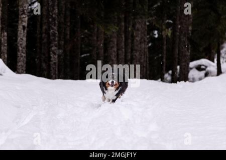 Cute Australian Shepherd playing in the snow, happy dog, cute. Stock Photo