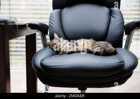 a gray tiger domestic cat lies relaxed on a big executive chair in an office Stock Photo
