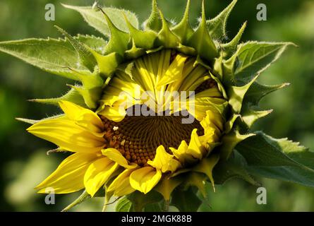 Sunflower bud closeup. Flower bud. Stock Photo