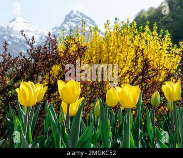 yellow tulips in park in spring landscaping forsythia flowers and snow capped mountain peaks Stock Photo
