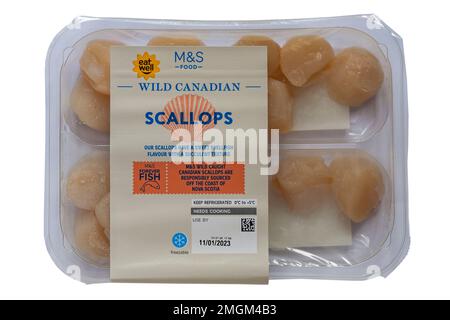 Wild Canadian Scallops placopecten magellanicus from M&S wild caught Canadian scallops are responsibly sourced off the coast on Nova Scotia sold in UK Stock Photo