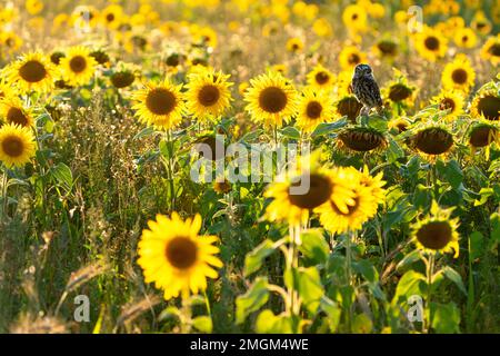 Little owl (Athena noctua) perched on a sunflower (Helianthus annuus), England Stock Photo