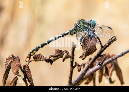 Blue-eyed hook-tailed dragonfly (Onychogomphus uncatus) male on a dry stem at the edge of the Gapeau river in early summer, around Hyeres, Var, France Stock Photo