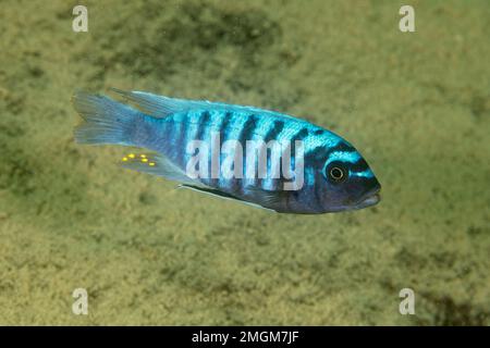 Cichlid (Metriaclima zebra), male, Thumbi West island, Lake Malawi ...