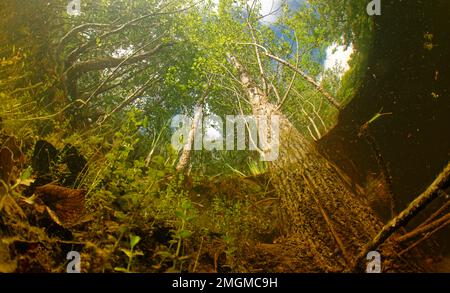 Low-angle landscape in pond - city of Couffy - Loir et Cher - France Stock Photo