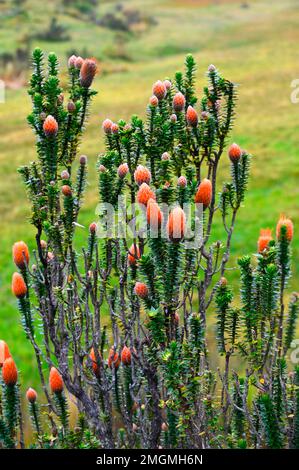 Flora of Cotopaxi volcano National Park Ecuador Stock Photo - Alamy