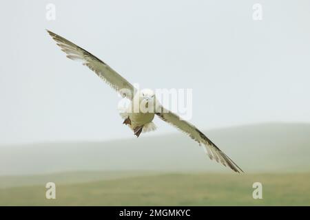Northern Fulmar (Fulmarus glacialis) in flight, Shetland, Scotland Stock Photo
