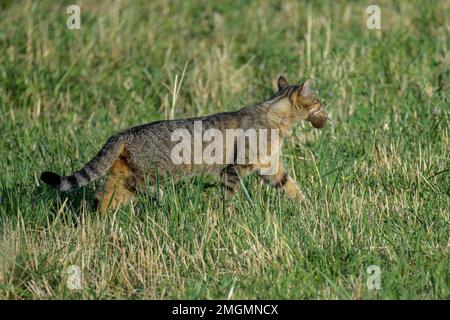 Forest cat (Felis sylvestris) hunting field mice in a pasture in Bugey, Ain, France Stock Photo