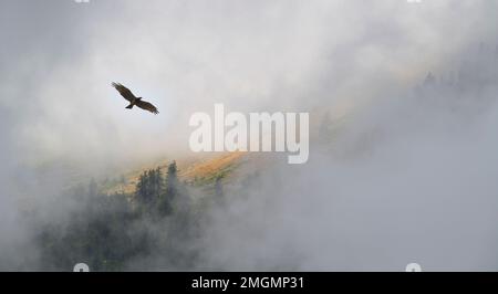Short-toed snake-eagle (Circaetus gallicus) in flight, Ecrins National Park, Serre-Chevalier, Alps, France Stock Photo