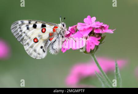 Apollo (Parnassius apollo) on Red Campion (Silene dioica) flowers, Ecrins National Park, Alps, France Stock Photo