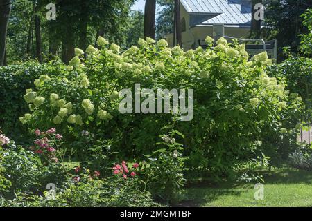 Blooming lush bushes of hydrangea paniculata, in a well-kept garden Stock Photo