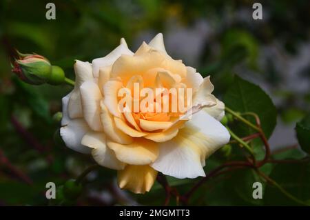 Single Apricot Coloured Rosa 'Buff Beauty' Shrub Rose Flower grown at ...