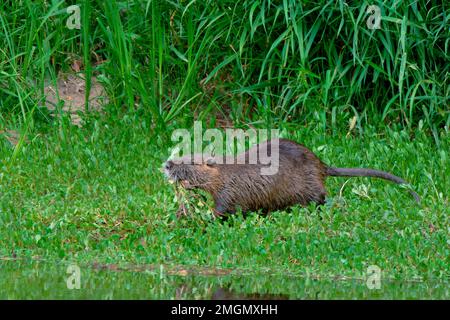 Coypu (Myocastor coypus) returning to the water with food in its mouth, Loire Valley National Nature Reserve, France Stock Photo