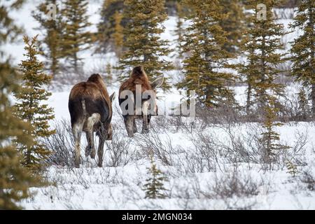 Alaskan Moose (Alces alces gigas) walking in snow in spring, Denali National Park, Alaska, USA Stock Photo