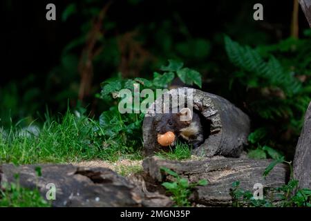 Pine marten (Martes martes), in an undergrowth, on a stump, with an egg in its mouth, Ille et Vilaine, Brittany, France