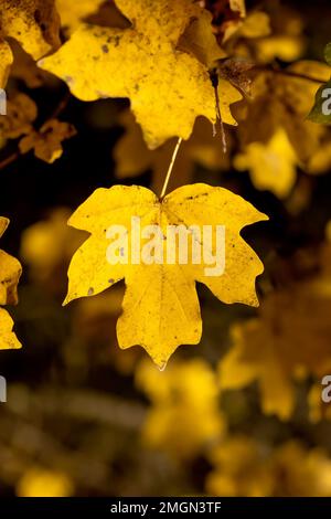Field Maple (Acer campestre) leaves in autumn colour, Gard, France Stock Photo