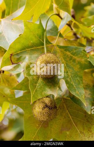 Plane tree (Platanus x hispanica) leaves and fruits in October Stock Photo